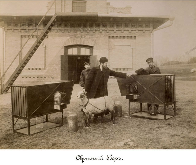 1902 год. Скотный двор КПИ
