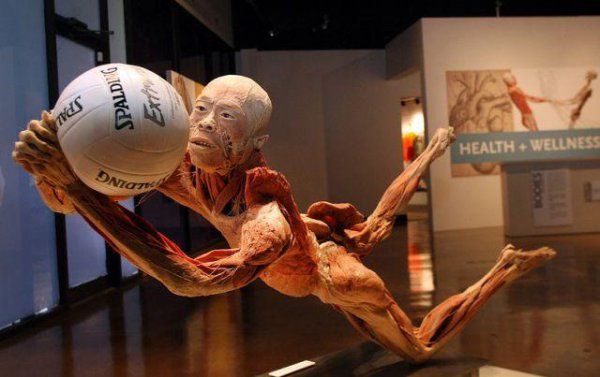 тайны тела на выставке в НСК Олимпийский