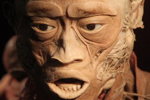 Мышцы лица на одном из экспонатов выставки на НСК Олимпийский