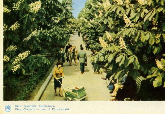 Киев на открытках. 1964 год. Крещатик, каштаны